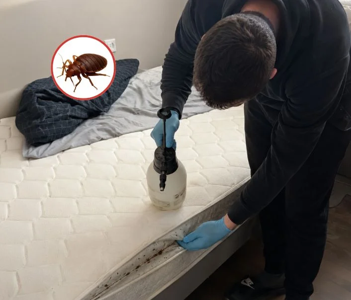 Technicien traitant un matelas contre les punaises de lit à Coignières